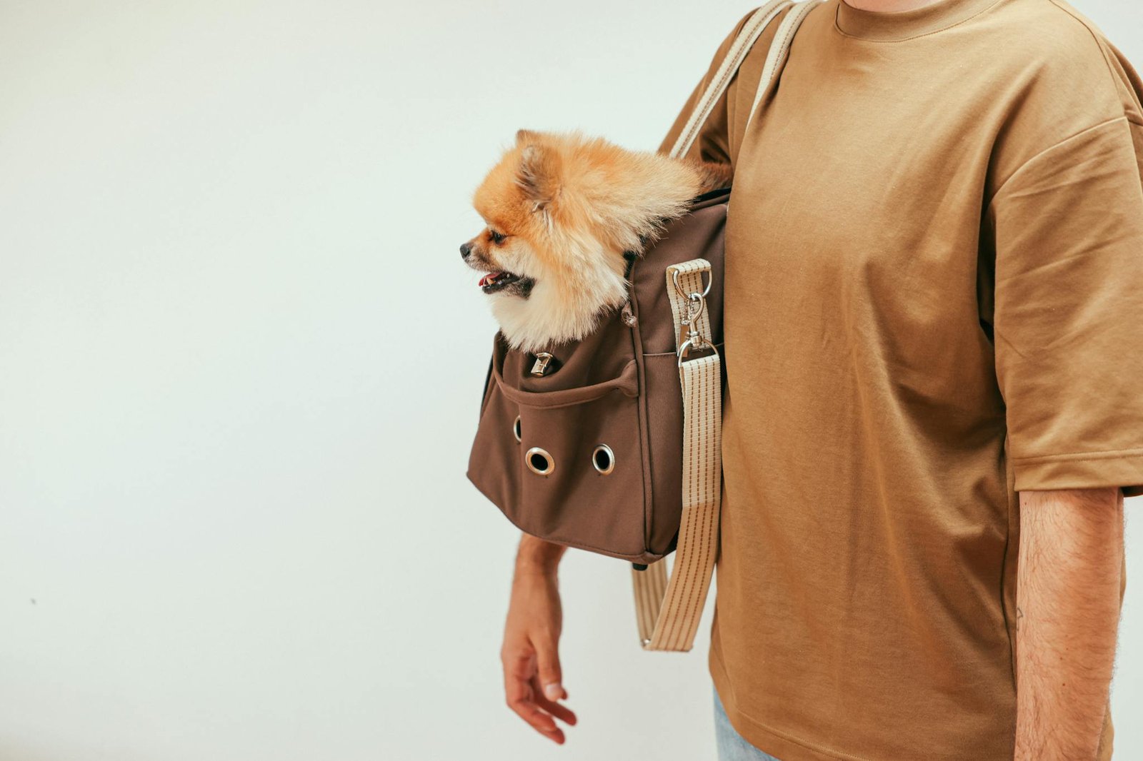 A Pomeranian sitting in a trendy brown pet carrier held by a man wearing a brown shirt.